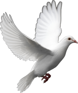 White dove bird